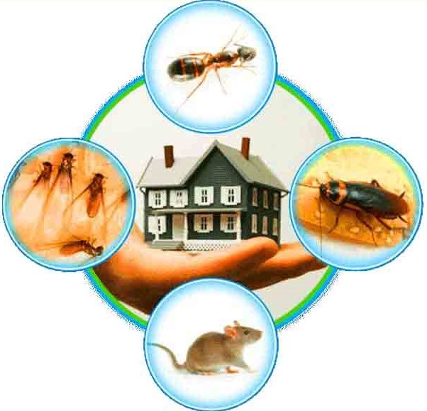 Tips on Hiring the Best Pest Control Service Company